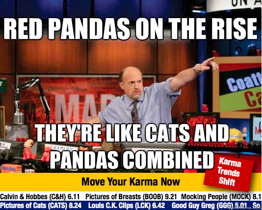 RED PANDAS ON THE RISE THEY'RE LIKE CATS AND PANDAS COMBINED - RED PANDAS ON THE RISE THEY'RE LIKE CATS AND PANDAS COMBINED  Mad Karma with Jim Cramer