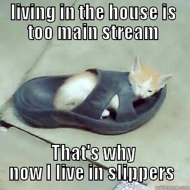LIVING IN THE HOUSE IS TOO MAIN STREAM THAT'S WHY NOW I LIVE IN SLIPPERS  Misc