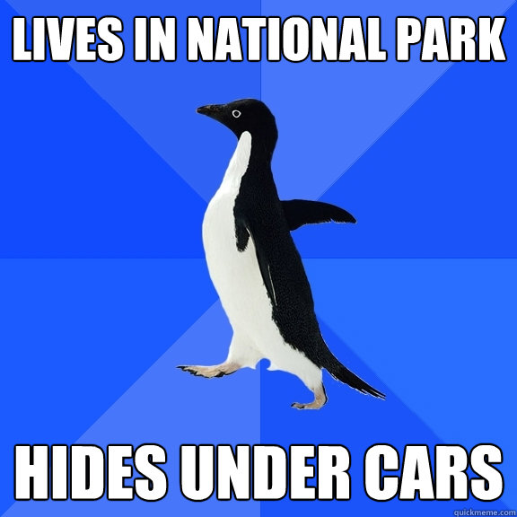 Lives in national park hides under cars  Socially Awkward Penguin