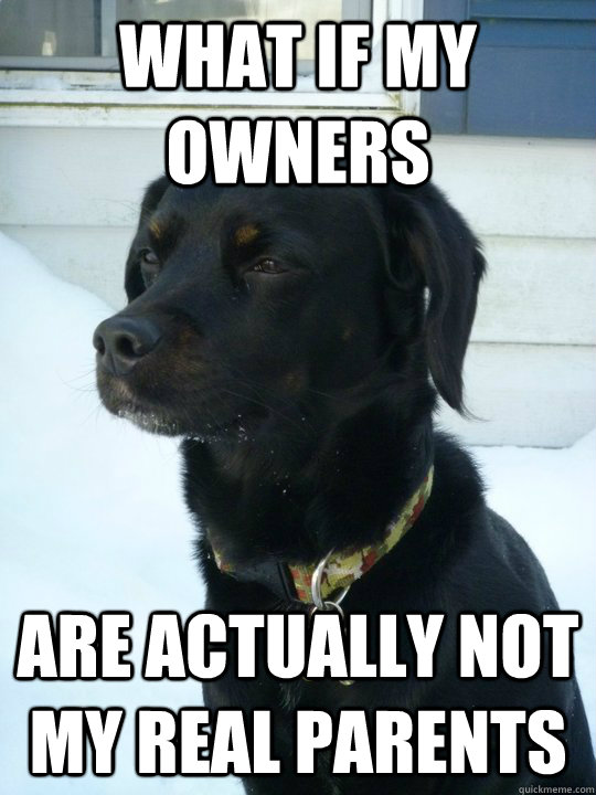 What if my owners Are actually not my real parents - What if my owners Are actually not my real parents  Philosophical Puppy