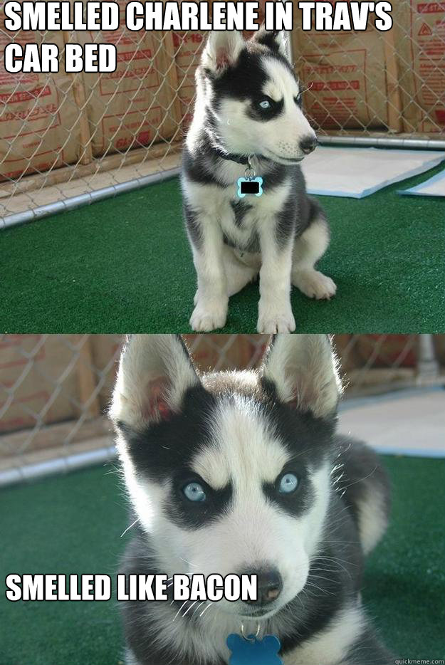 Smelled Charlene in Trav's car bed smelled like bacon  Insanity puppy