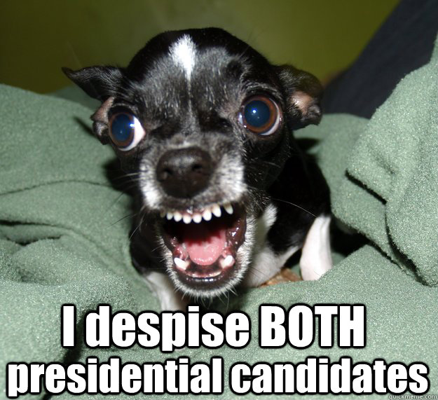  I despise BOTH presidential candidates  Chihuahua Logic