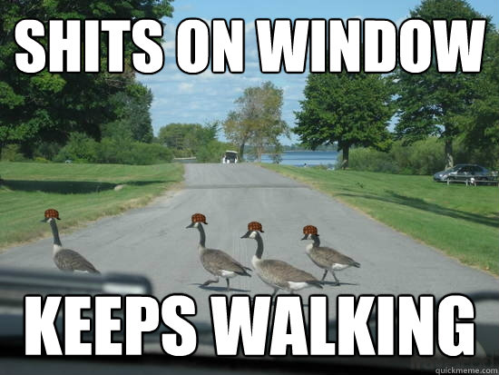 SHITS ON WINDOW KEEPS WALKING  Scumbag Geese