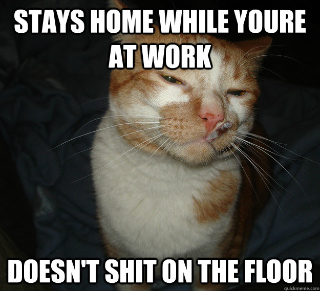 Stays home while youre at work doesn't shit on the floor  Cool Cat Craig