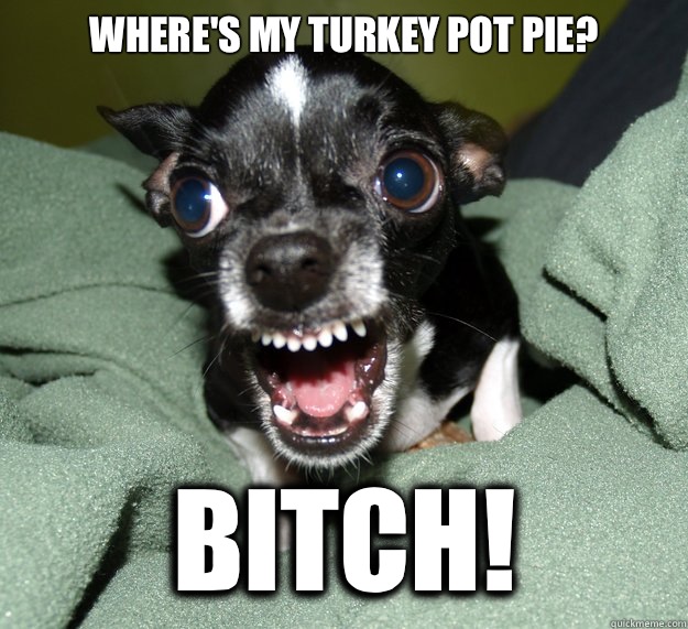 Where's my turkey pot pie? Bitch!  Chihuahua Logic