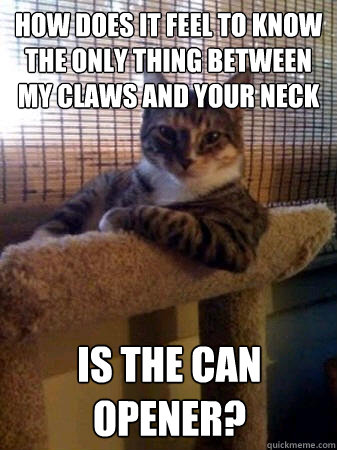 How does it feel to know the only thing between my claws and your neck is the can opener?  The Most Interesting Cat in the World