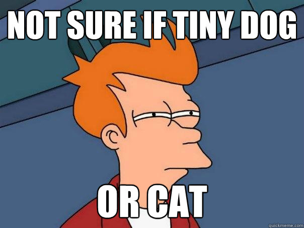 not sure if tiny dog or cat  Futurama Fry