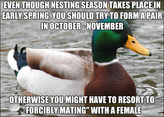even though nesting season takes place in early spring, you should try to form a pair in october - november otherwise you might have to resort to 