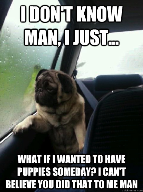 I don't know man, I just... What if i wanted to have puppies someday? i can't believe you did that to me man  Introspective Pug
