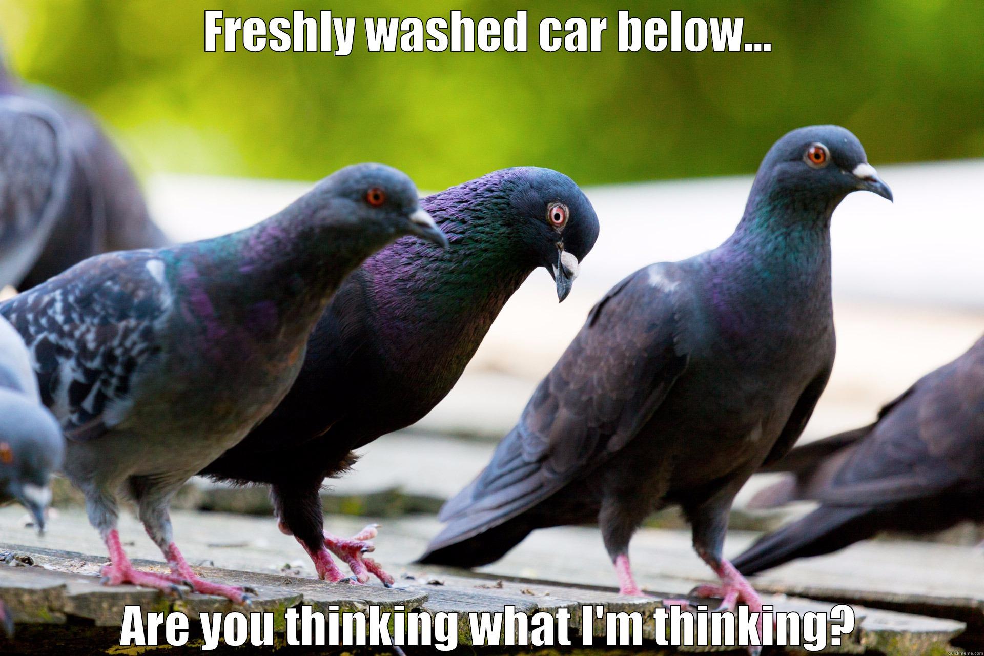 FRESHLY WASHED CAR BELOW... ARE YOU THINKING WHAT I'M THINKING? Misc