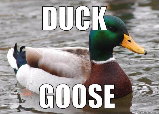 DUCK  GOOSE Actual Advice Mallard