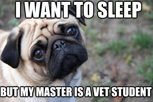 I want to sleep but my master is a vet student  First World Dog problems