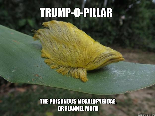 Trump-o-pillar The poisonous Megalopygidae, or Flannel Moth  Trump Hair Caterpillar