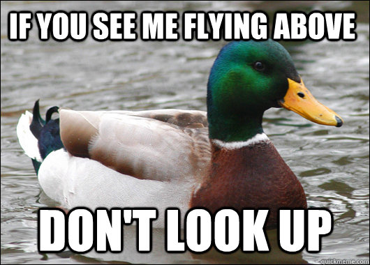 If you see me flying above Don't look up  Actual Advice Mallard