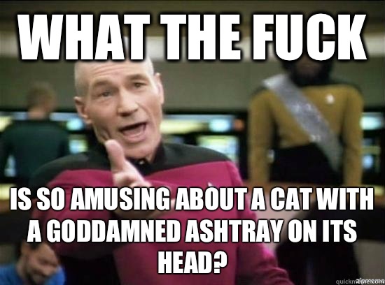 What the fuck Is so amusing about a cat with a goddamned ashtray on its head?  Annoyed Picard HD