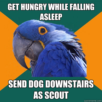 Get hungry while falling asleep send dog downstairs as scout  Paranoid Parrot