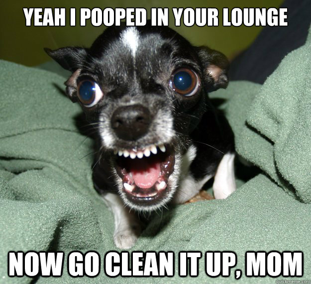 Yeah i pooped in your lounge now go clean it up, Mom  Chihuahua Logic