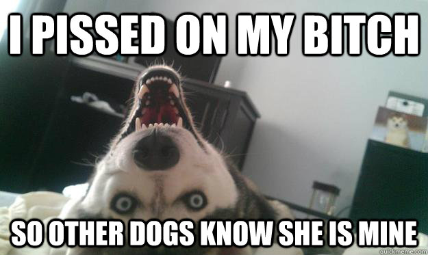 I pissed on my bitch so other dogs know she is mine  Over Obsessive Dog