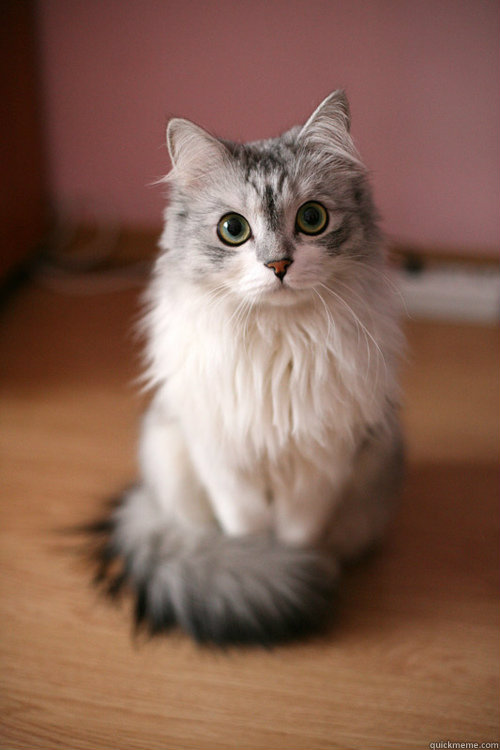    Ridiculously Photogenic Cat