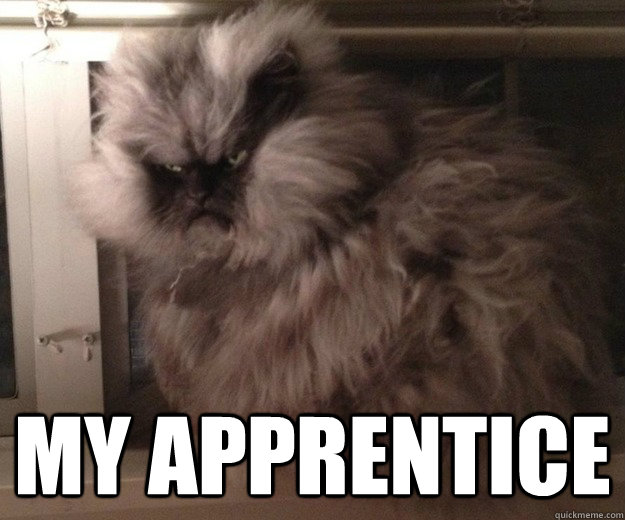  My Apprentice -  My Apprentice  fluffy grumpy cat