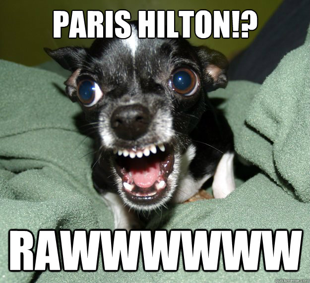 Paris Hilton!? RAWWWWWW  Chihuahua Logic