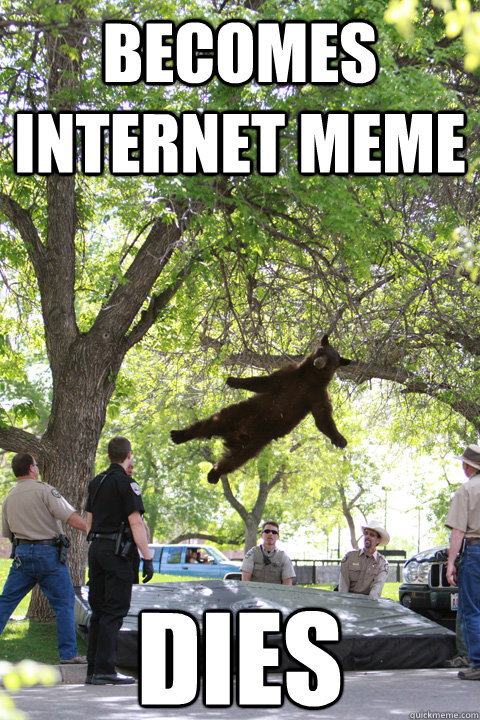 becomes internet meme dies  Boulder Bear