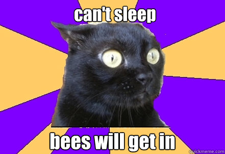 can't sleep bees will get in  Anxiety Cat