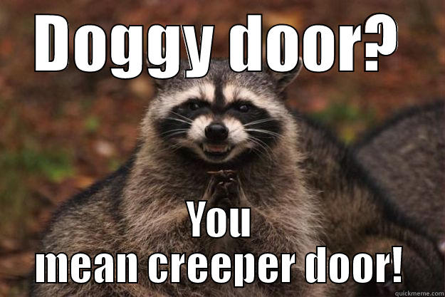 DOGGY DOOR? YOU MEAN CREEPER DOOR! Evil Plotting Raccoon