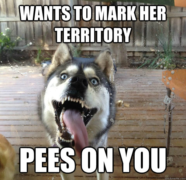 wants to mark her territory pees on you - wants to mark her territory pees on you  Overly Attached Dog
