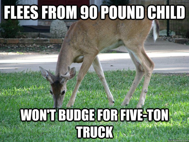 Flees from 90 pound child Won't budge for five-ton truck - Flees from 90 pound child Won't budge for five-ton truck  Deer