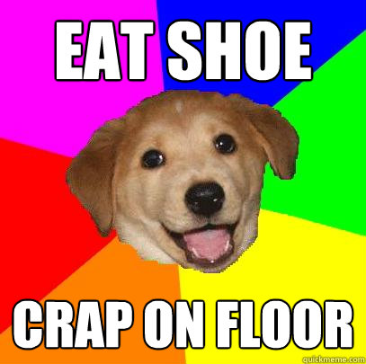 eat shoe crap on floor  Advice Dog