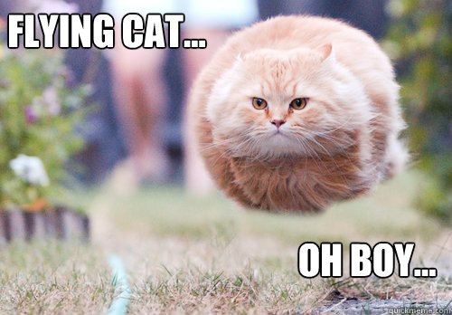 Flying cat... Oh boy...  Flying cat