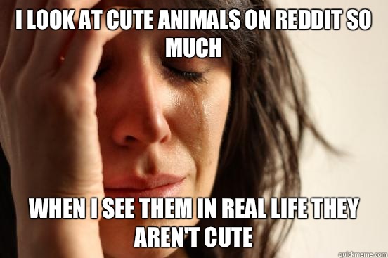 I look at cute animals on Reddit so much When I see them in real life they aren't cute  First World Problems
