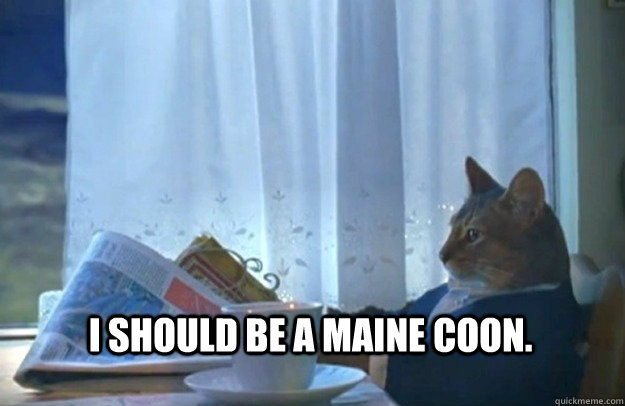I should be a maine coon.  Sophisticated Cat