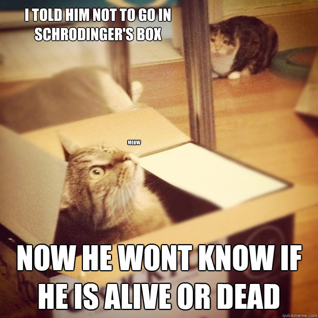 I told him not to go in schrodinger's box now he wont know if he is alive or dead Meow - I told him not to go in schrodinger's box now he wont know if he is alive or dead Meow  Cats wife