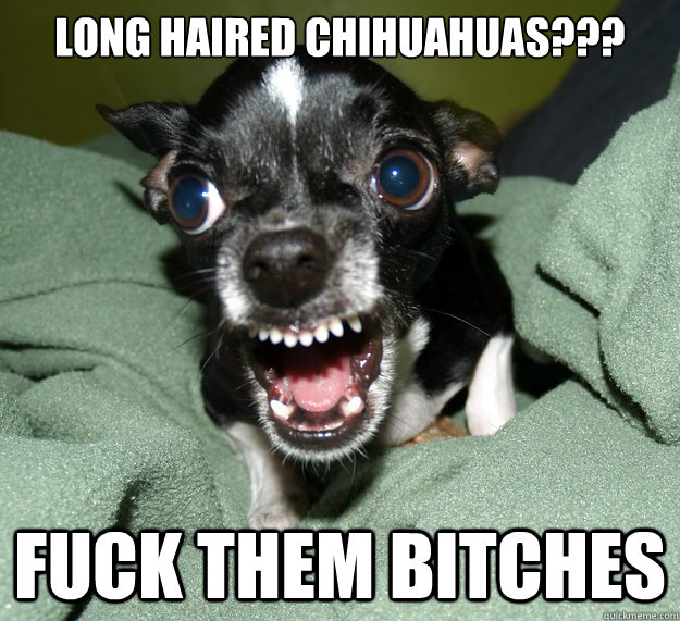 long haired chihuahuas??? Fuck them bitches  Chihuahua Logic