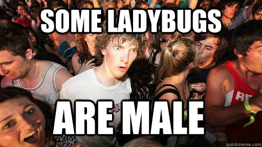 some ladybugs  are male   Sudden Clarity Clarence