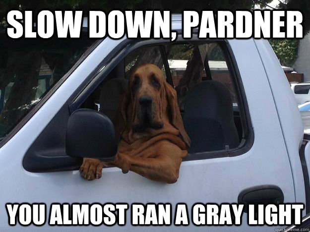 Slow down, Pardner You almost ran a gray light  Casual Driving Dog