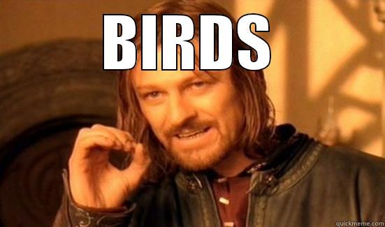 BIRDS  Boromir