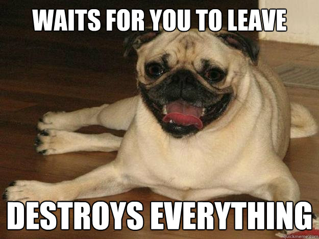 waits for you to leave destroys everything  Scumbag Dog Steve