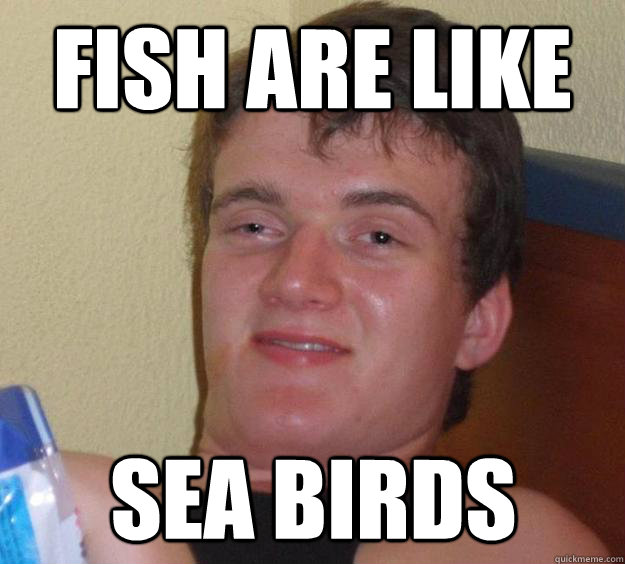 Fish are like sea birds   10 Guy