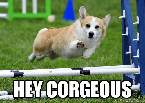  Hey corgeous -  Hey corgeous  Misc