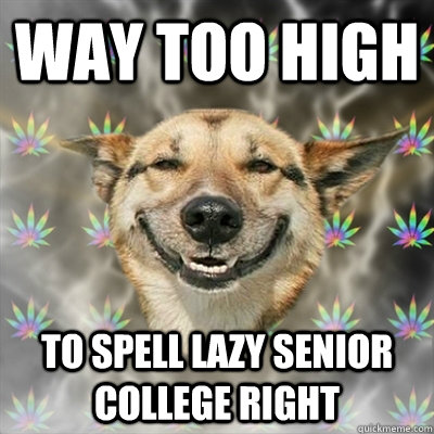 Way too high to spell lazy senior college right  Stoner Dog