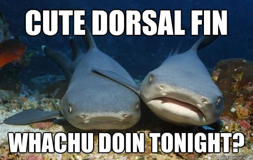cute dorsal fin Whachu doin tonight?  Compassionate Shark Friend