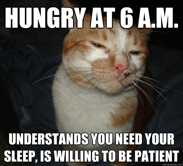 hungry at 6 a.m. understands you need your sleep, is willing to be patient  Cool Cat Craig