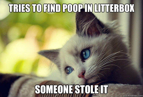 tries to find poop in litterbox someone stole it  First World Cat Problems