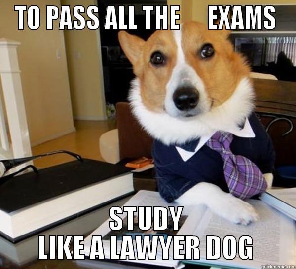 TO PASS ALL THE      EXAMS STUDY LIKE A LAWYER DOG Lawyer Dog