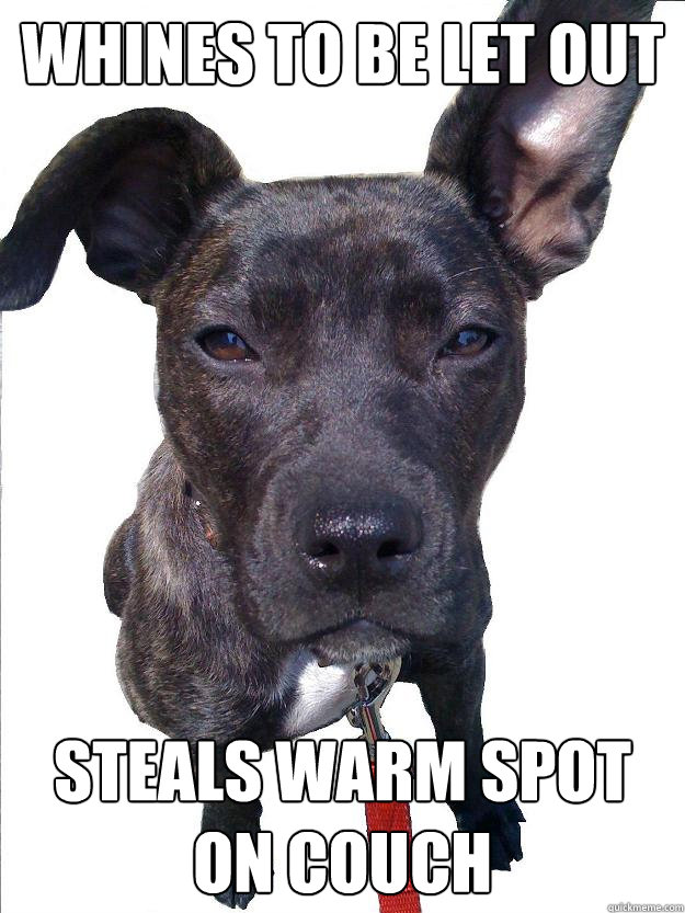 Whines to be let out Steals warm spot on couch Discerning Dog quickmeme