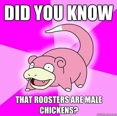 did you know that roosters are male chickens?  Slowpoke