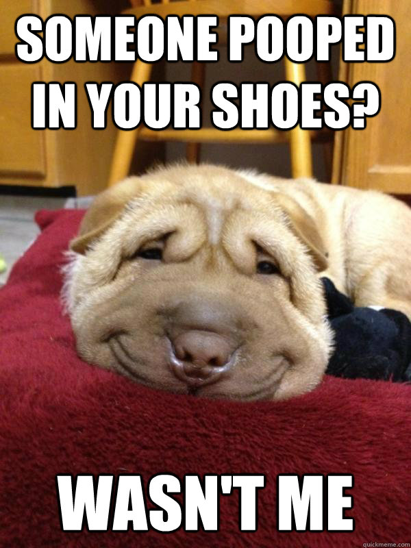 Someone pooped in your shoes? wasn't me Wasnt Me Dog quickmeme